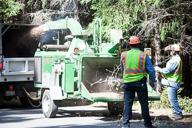 Reliable Angleton, TX Tree Care Solutions